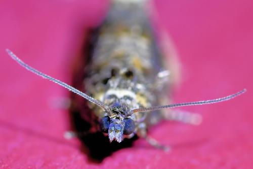 Hedya ochroleucana